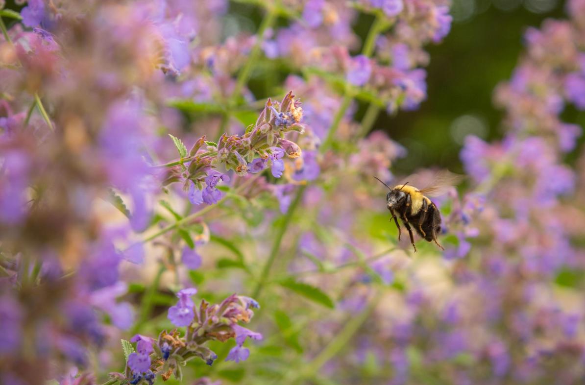 Photo of a bee flying toward a purple flower.
