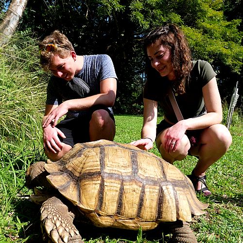 students with tortoise in Hawaii