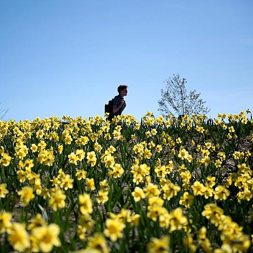 A student walks among hundreds of daffodils