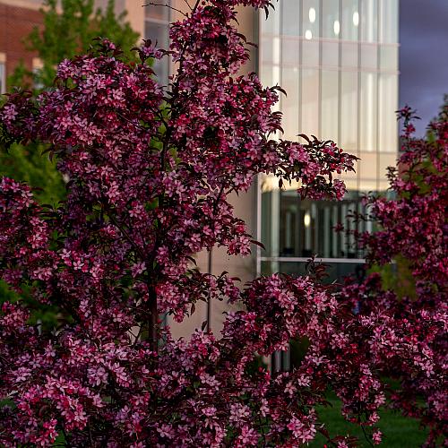 Closeup of lilacs on campus 